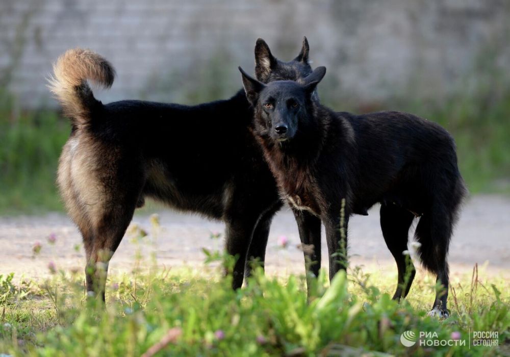 � ���������� �������� ������������ ������ ��� ��������