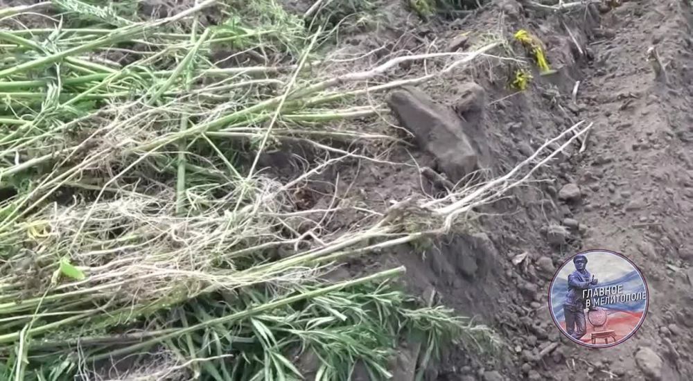� ����������� ������� ���� �������� ������ � ����������� ������������ �������
