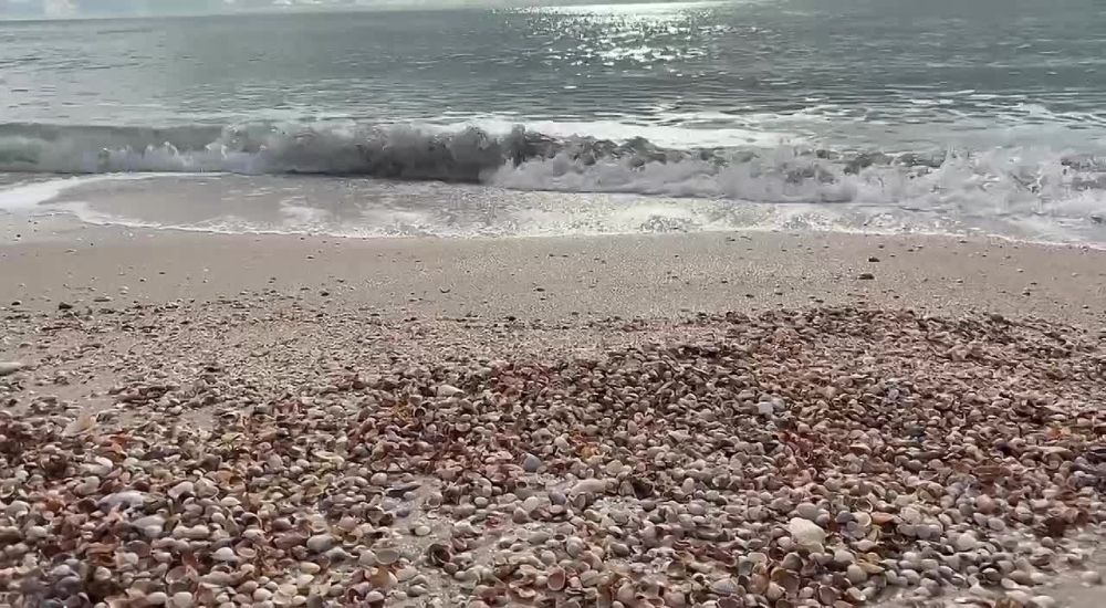 ���� ���� ������� �������� �������