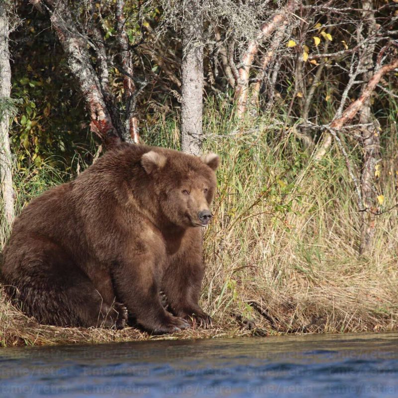 �� ���� ������ ���������� ������� Fat Bear Week �� ������, ��� �������� ������ �������� �������