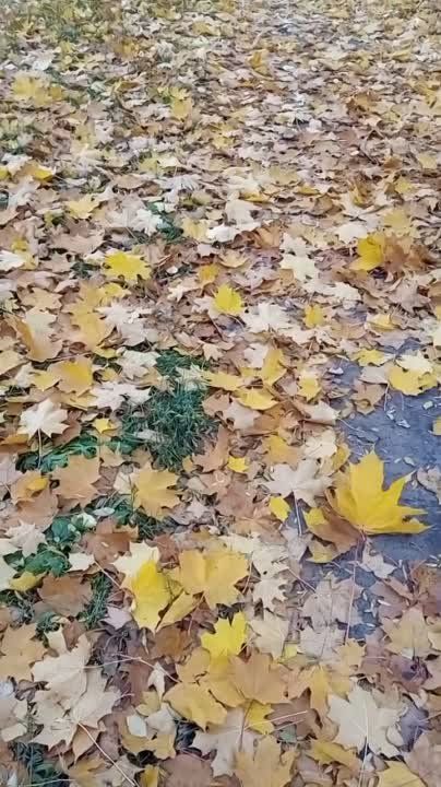 ����� - ����� ����� � ���������� ���� ����