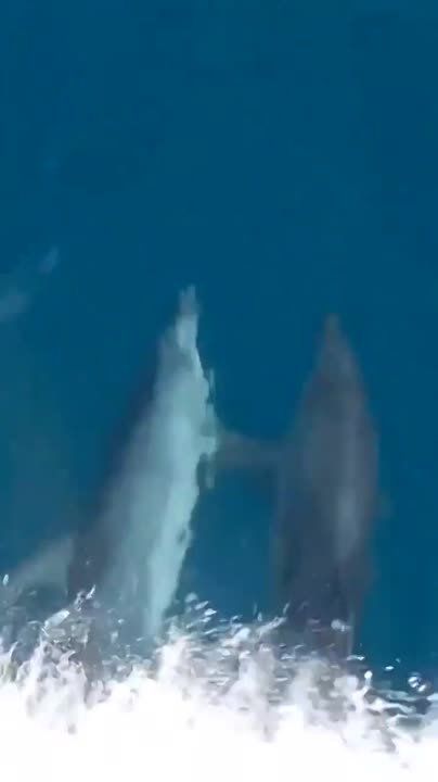 �������� ��������� �� ����, ����� �����������
