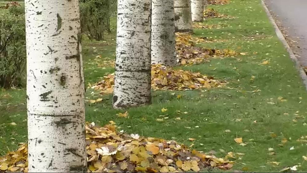 ����������� ������������� ����������� �������� ��������� �������� ��� ���������������� ����������