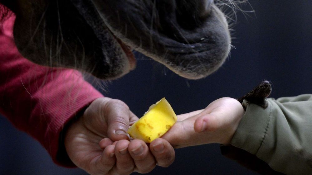 �����-���������� ����� ��� ������������ ����� �������� � ����������