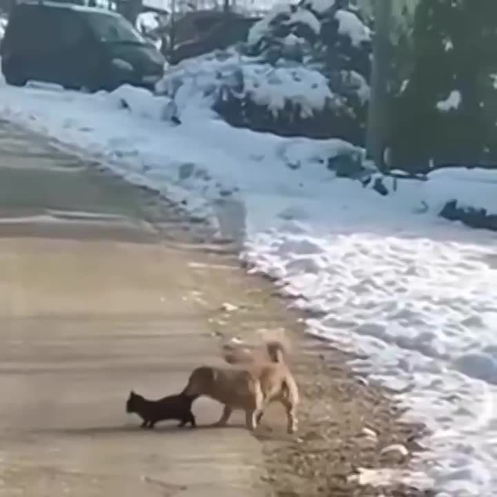 ������� ������ ��������:
