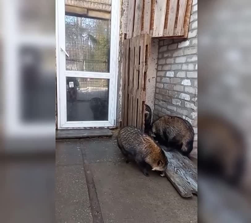 � ���������� ����� ������ ����