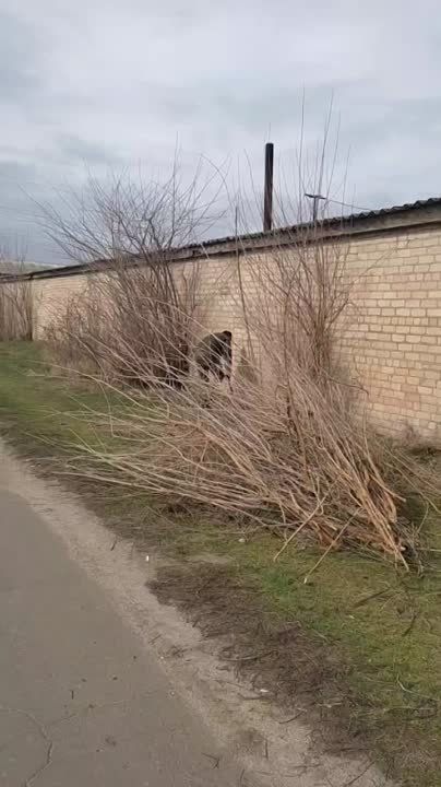 ����������� ��� "���������������" ����������� ������, ������� �������, ����� ����� � ��������������� ���������� ���������������� ������ ����������