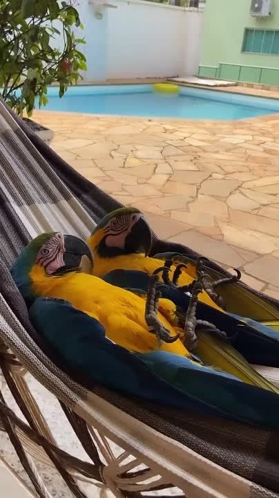 ����� � ������ ���� ����������