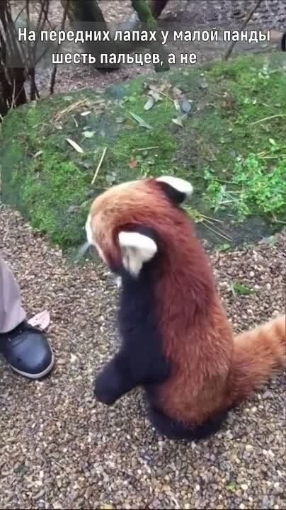 � ����� �� ��?. ����� ����� ������� � ������ ����� ���-��������� ����