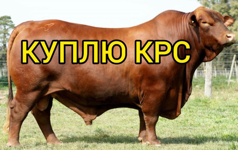 ���� ������. Ҩ��� ����
