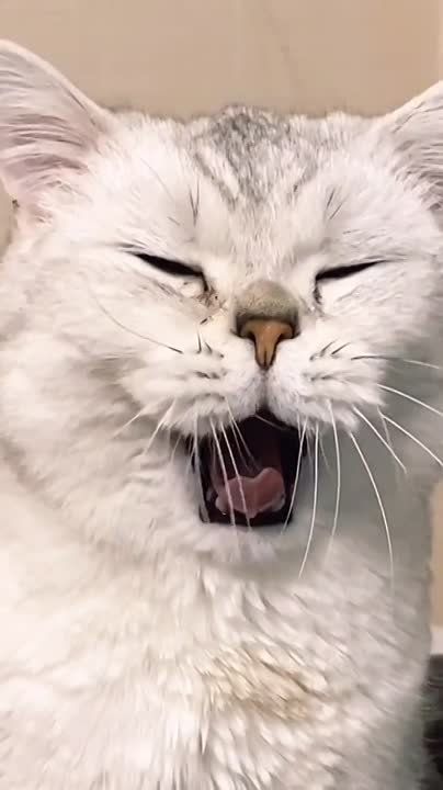 ������� ����