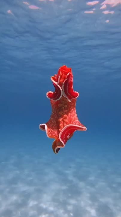 ��������� ������ - ���� �� ����� ���������� ������������ ��������� �� �������