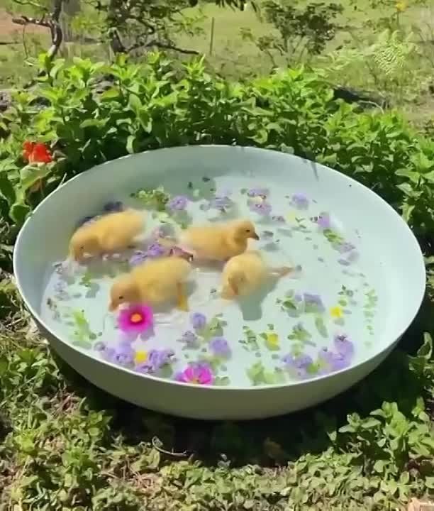 ���� �������, ���������� ������������ � ������ ������