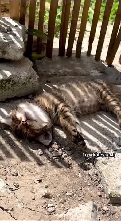 ������ ������: ������ ����! ���� ��������������� �����������