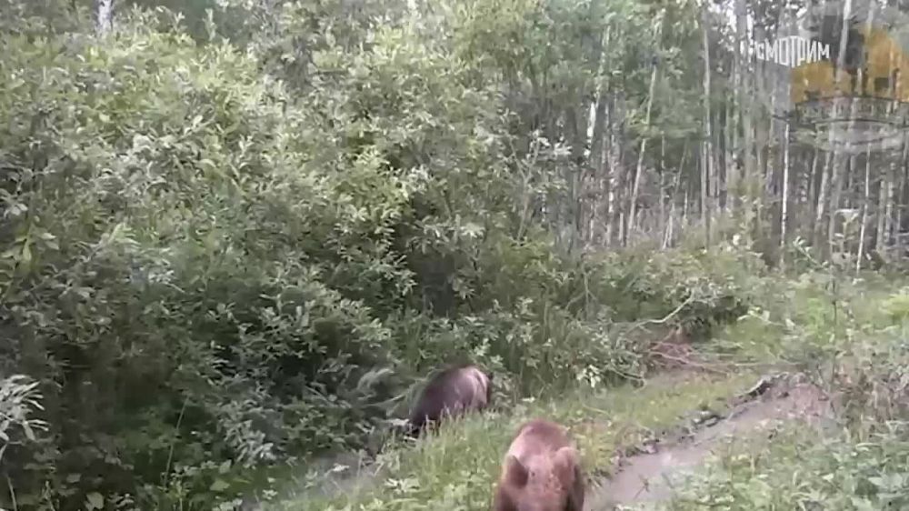 ������������ ���� ��������: ���������� ������������� "������������" � ��������� ������� ����� �������� ������� ��������, ������� ������ �� ����- � ���������������