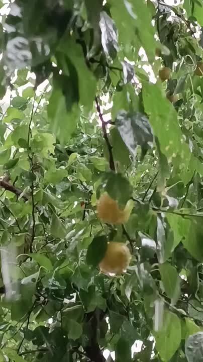 � ���������� ������ �����