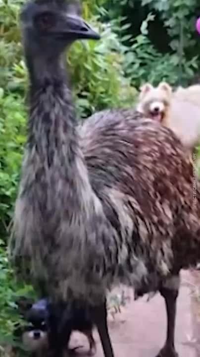 ���������� ������������� ������� ������� ����� � ��� ������ ��������� ������� � ������� ��� �����-�����������