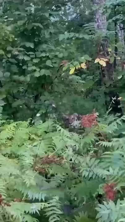 "�������! �����!": ����� ����� �������� �� ���� � ����� �� ���� ������� � ��������