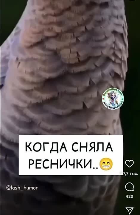 ������ ����, ������