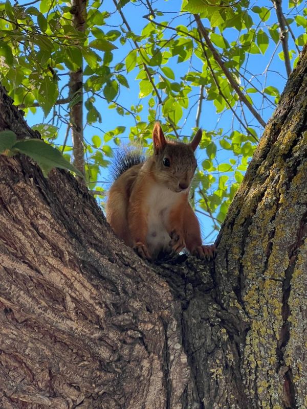 ������ ������: ������, ��������� � ��������