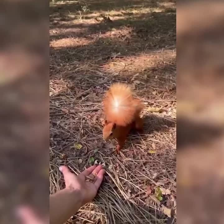 � ����� ������ ������ - ����� ������ ������ ����