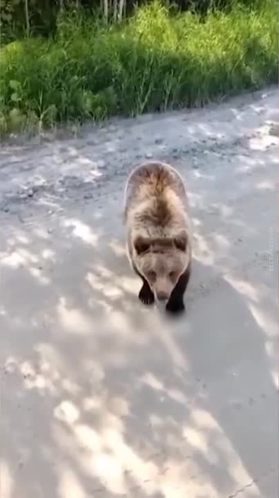 "������! ���, �������� ������?" �� ������������ ������������� ������� ������� ����� �� ������, ����� ��������� ���, �������� �����.������