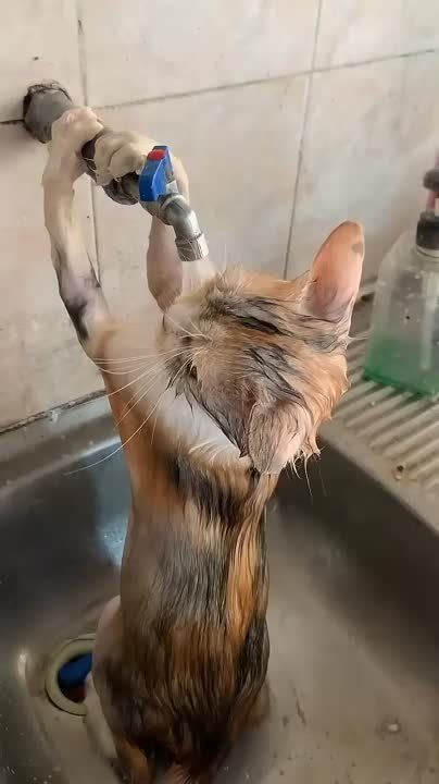 ������� � ���� ����� ����������� ������������ ������ �������� �������� �� �����