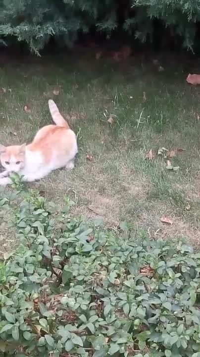 �������������� ����� ������ ���� ������� ����