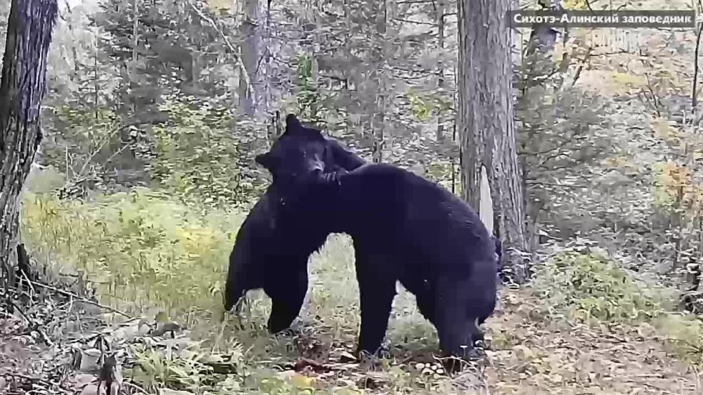 �������� ����� � �������: � ������-�������� ����������� ��� ��������� "���������" ����� �����