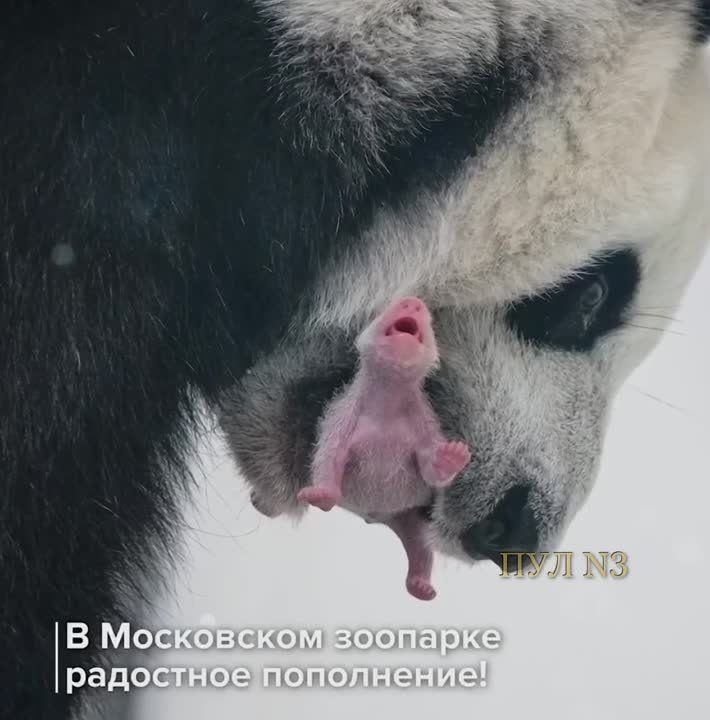� ���������� �������� ������� ������ � ������� ������ ������ ������� �����: ����� ��� � ������ - �������� � ������ � 2019 ���� � ����� 70-����� ������������ ��������������� ��������� ����� ������� � ������