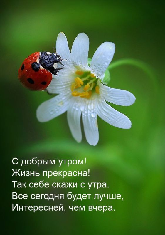� ������ �����. ���� �������� ���