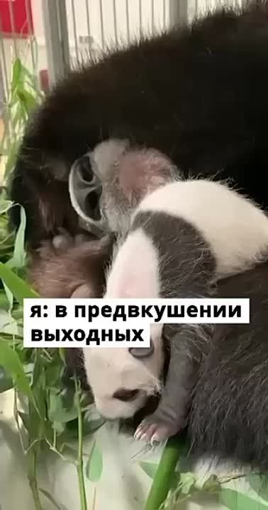 ��� �� ������ �� ������-����� � ����� ������� ������