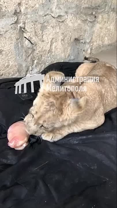 ���������� �� ��� ������ �� ����������� ������� ������ � ����������� ������� ����, �������� � ������������� ����������
