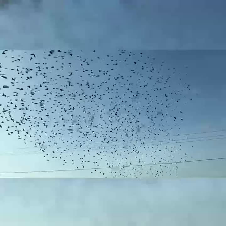 � ���������� ���������� ����