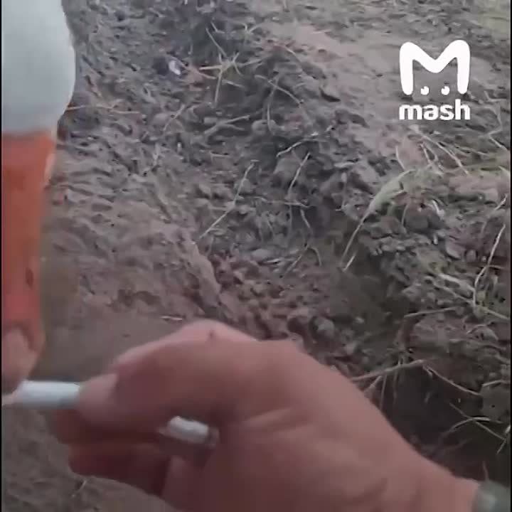 � ���������� ������ �� �������-��������� ����������� �������� �������� � ���� ������