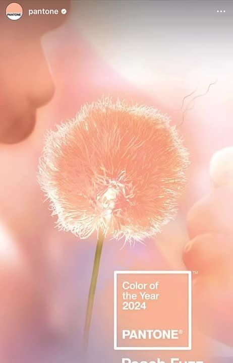 ����������� ����� - Peach Fuzz - ���� ������ 2024 ���� �� ������ ������������� ��������� ����� Pantone: ��� �������� ����...