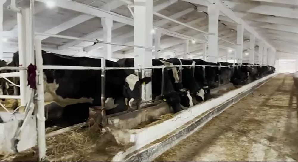 Молочную продукцию в нашем регионе обеспечивают более 20