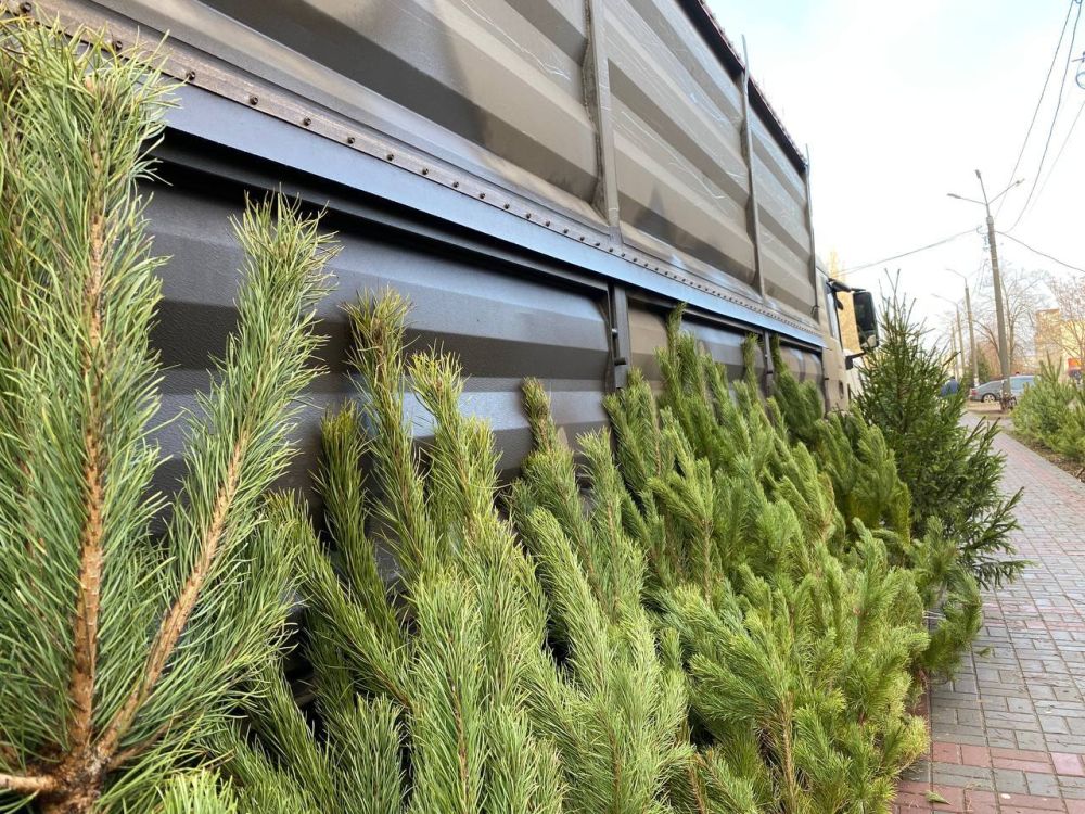 Евгений Балицкий: Более трехсот крымских сосен передано из Мелитопольского лесхоза социальным учреждениям Запорожской области в канун Нового года