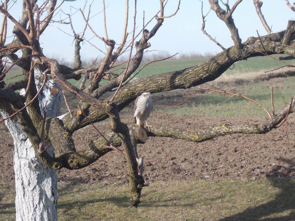 ������ ������: ������ ����, ��������������! ���������� ����� �� ���������� ���������� �� ���� ����������� ������� � � ������ � ����