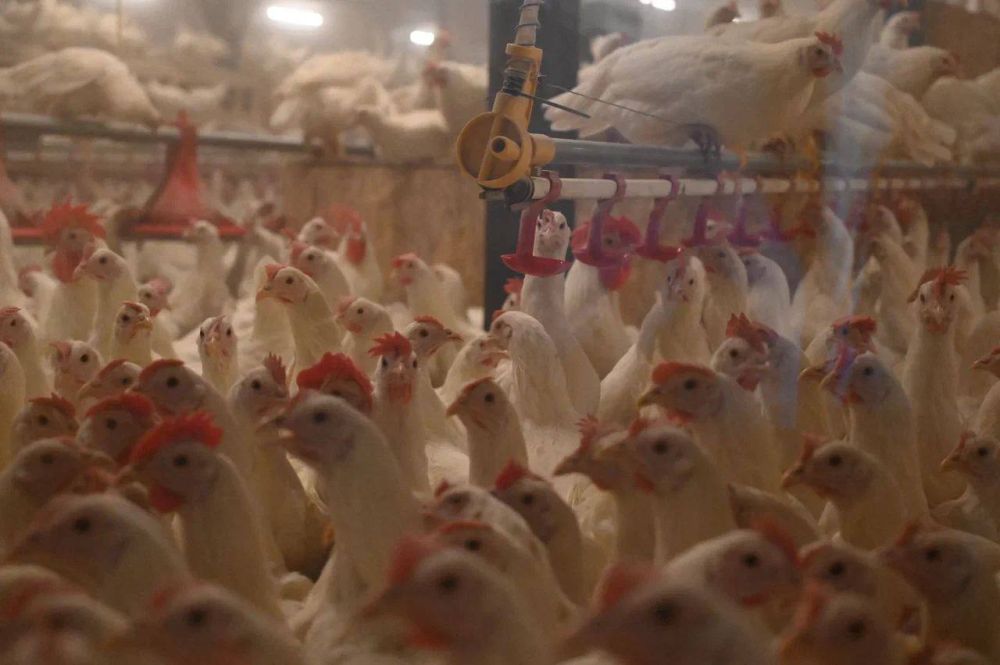 В Запорожской области начала работать птицефабрика по выращиванию бройлеров и кур-несушек