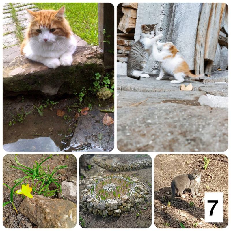 ������ ������: 7 ������, ����� ����������