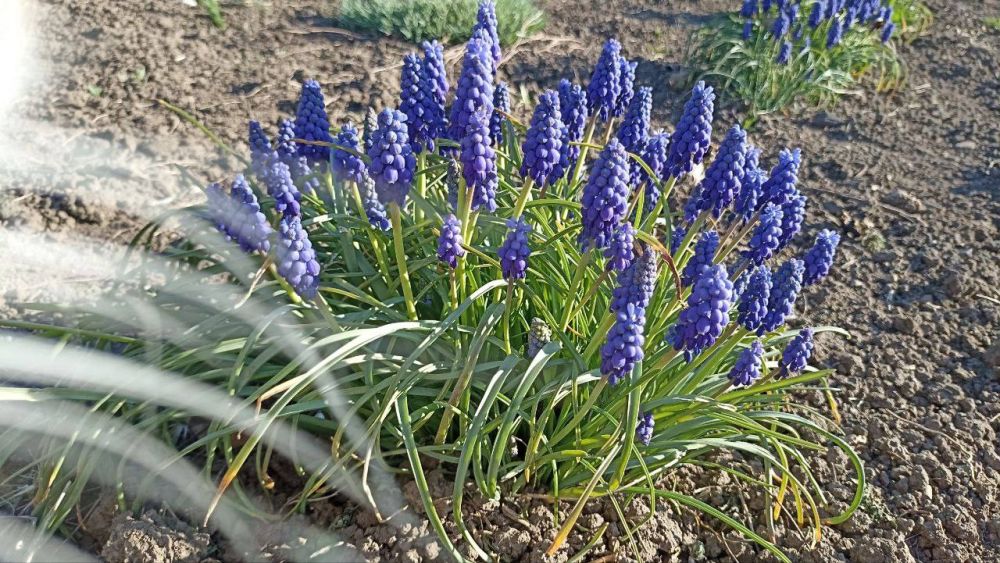 ������ ������: ��������� � ���������� ���� ��� ������ ������ ���������� ����� �� ���������