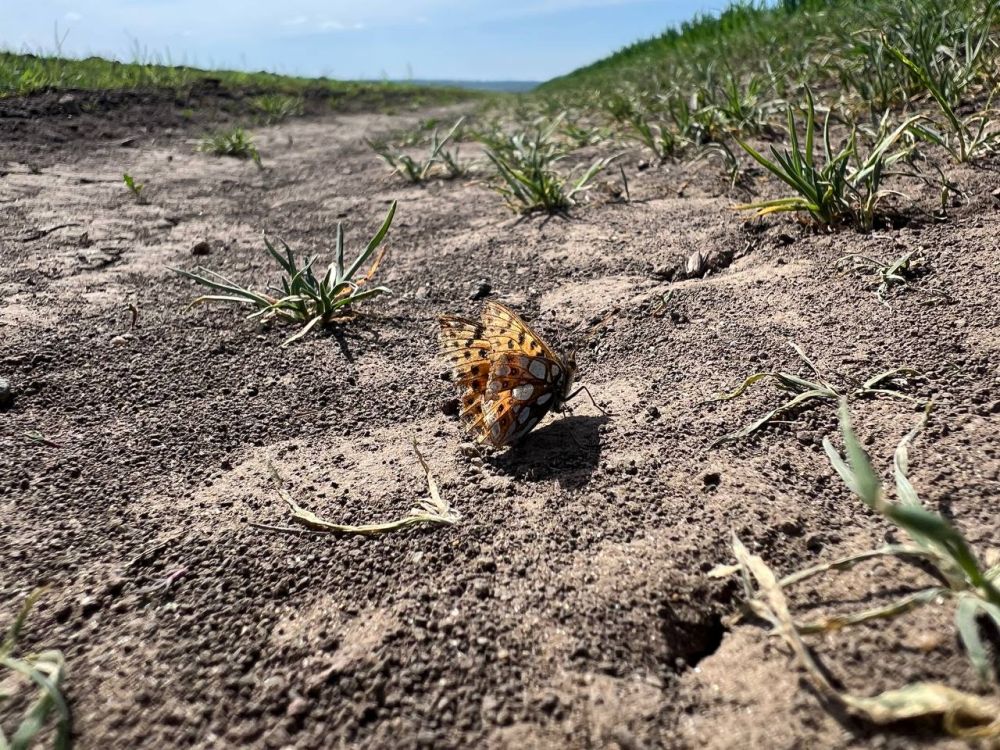 ������ ������: ������� ���� �� ������� ���������