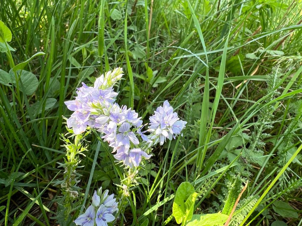 ������ ������: ������� ����, ��������������! ������� ���� ��������