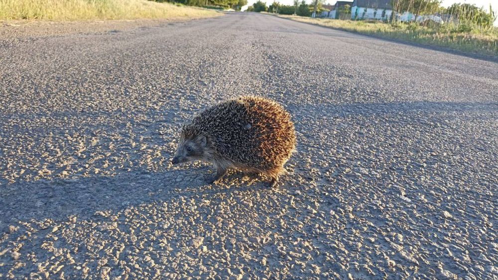 ������ ������: � ������ �����! �� ���� ������� �� ������, ��� ���� ����? � �������� ���, ������!