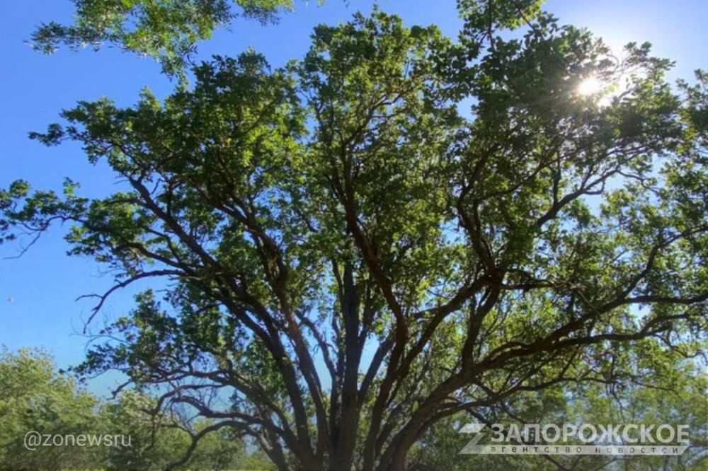 150-летний дуб из Запорожской области стал претендентом на звание «Российское дерево года — 2024»