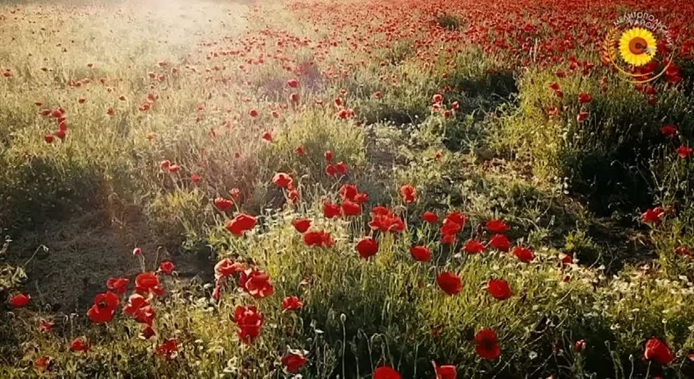 ������ ������: ���� ����� ����� �������� � ����-�� �����������