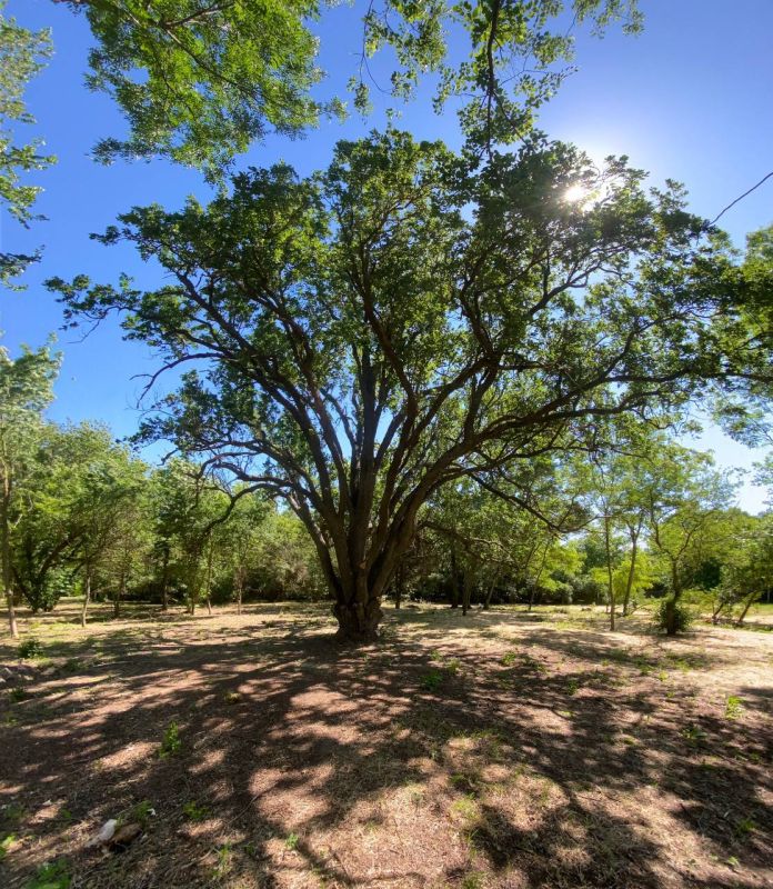 150-летний дуб из Запорожской области участвует в конкурсе «Российское дерево года» и стал претендентом на звание «Российское дерево года – 2024»