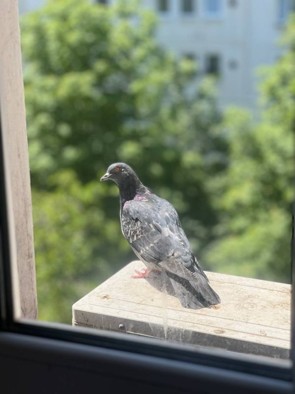 ������ ������: ����������� �������� � ����, ���� ��������! � ������ �����!