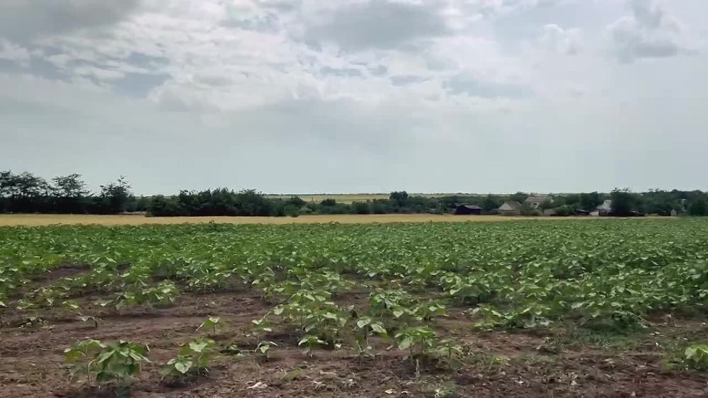 ������ ������: ����������� ����� ��������������� ������ ������������ ���